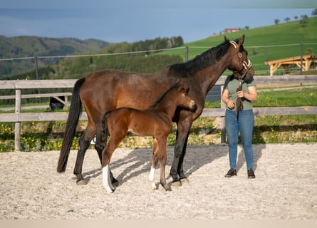 Oostenrijks warmbloed, Hengst, 1 Jaar, 168 cm, Bruin