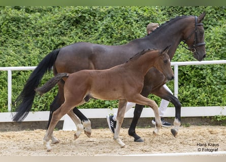 Oostenrijks warmbloed, Hengst, 1 Jaar, Bruin