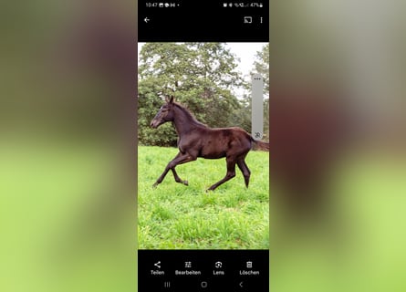 Oostenrijks warmbloed, Hengst, 1 Jaar, Bruin