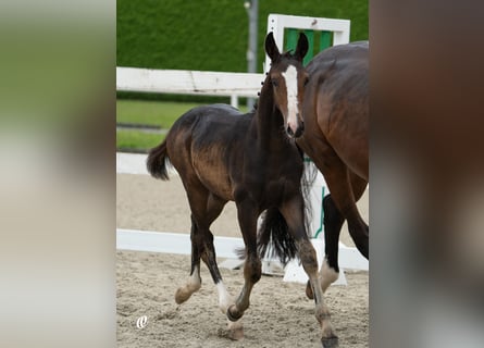 Oostenrijks warmbloed, Hengst, 1 Jaar, Donkerbruin