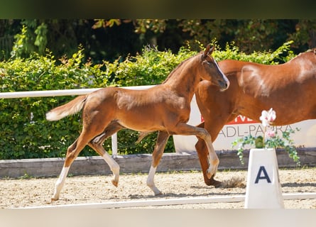 Oostenrijks warmbloed, Hengst, 1 Jaar, Donkere-vos