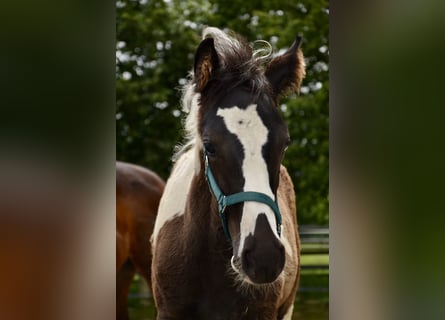 Oostenrijks warmbloed, Hengst, 1 Jaar, Gevlekt-paard