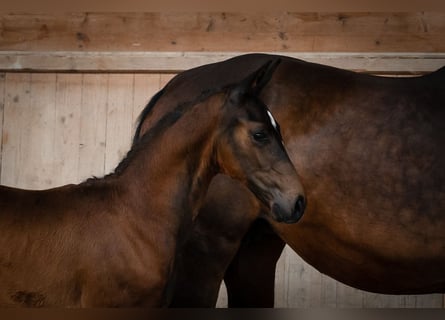 Oostenrijks warmbloed, Hengst, 3 Jaar, Donkerbruin