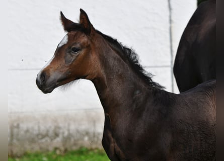 Oostenrijks warmbloed, Hengst, 3 Jaar, Zwartbruin