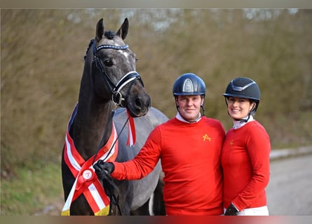 Oostenrijks warmbloed, Hengst, 4 Jaar, 172 cm, Schimmel