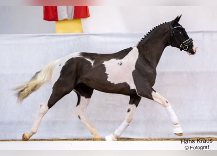 Oostenrijks warmbloed, Hengst, 6 Jaar, 168 cm, Gevlekt-paard