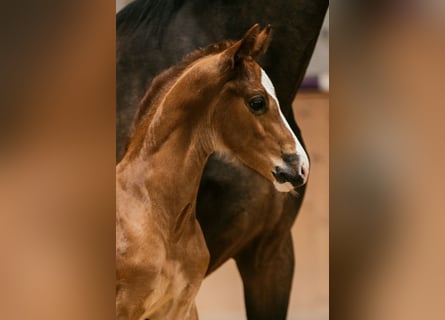 Oostenrijks warmbloed, Hengst, veulen (05/2024), 170 cm, Donkere-vos