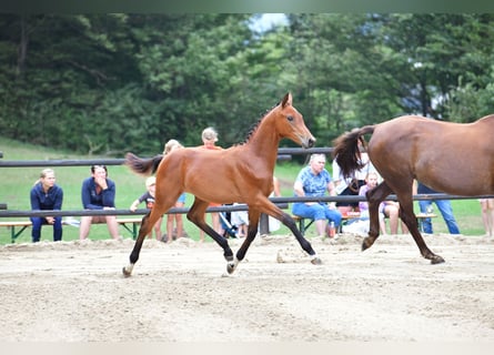 Oostenrijks warmbloed, Hengst, veulen (02/2023), 173 cm, Brauner