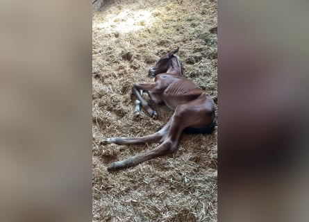 Oostenrijks warmbloed, Hengst, veulen (05/2024), Bruin