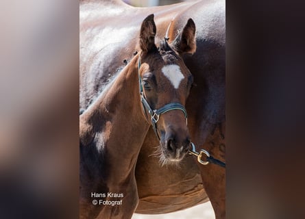 Oostenrijks warmbloed, Hengst, 