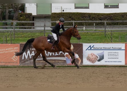 Oostenrijks warmbloed, Merrie, 10 Jaar, 170 cm, Bruin