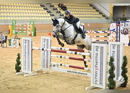 Oostenrijks warmbloed, Merrie, 10 Jaar, 173 cm, Schimmel