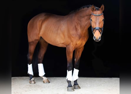 Oostenrijks warmbloed, Merrie, 11 Jaar, 169 cm, Brauner