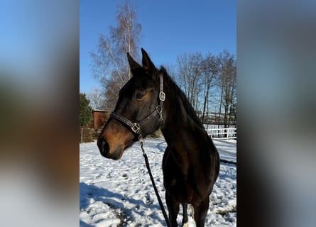 Oostenrijks warmbloed, Merrie, 14 Jaar, 165 cm, Donkerbruin