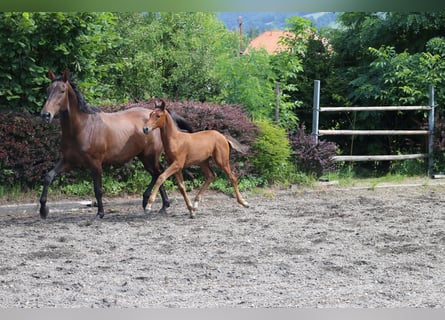 Oostenrijks warmbloed, Merrie, 16 Jaar, 172 cm, Bruin