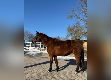 Oostenrijks warmbloed, Merrie, 18 Jaar, 160 cm, Bruin
