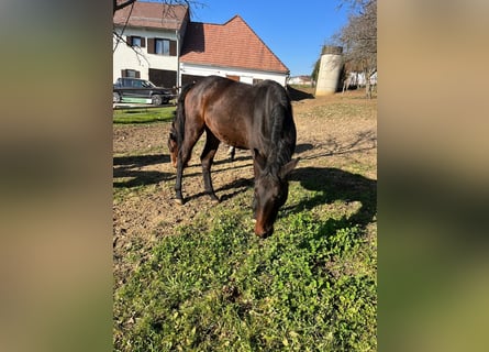 Oostenrijks warmbloed, Merrie, 2 Jaar, Zwartbruin