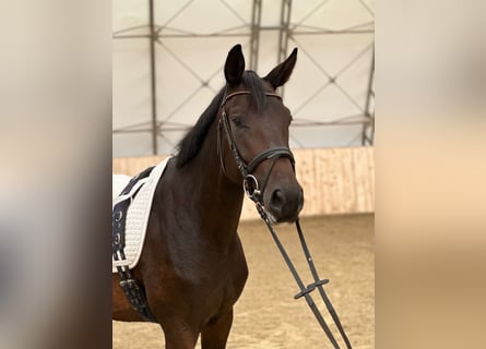 Oostenrijks warmbloed, Merrie, 3 Jaar, 165 cm, Donkerbruin