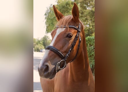 Oostenrijks warmbloed, Merrie, 6 Jaar, 162 cm, Vos