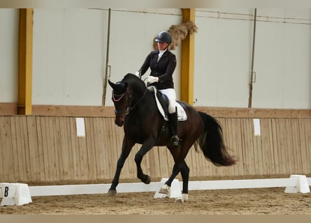 Oostenrijks warmbloed, Merrie, 6 Jaar, 173 cm, Donkerbruin