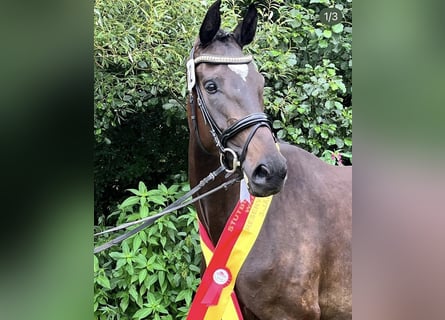 Oostenrijks warmbloed, Merrie, 7 Jaar, 170 cm, Zwartbruin