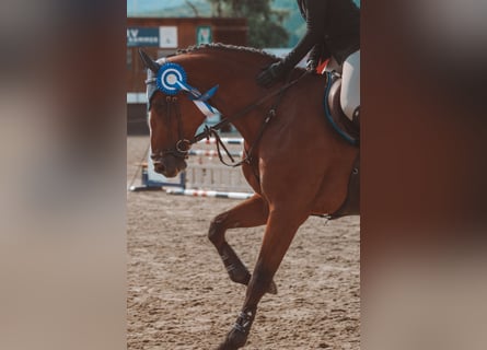 Oostenrijks warmbloed, Merrie, 7 Jaar, 172 cm, Bruin