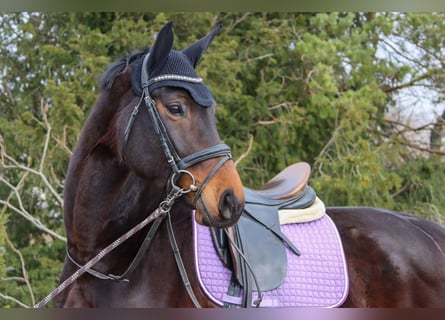 Oostenrijks warmbloed, Merrie, 7 Jaar, 172 cm, Donkerbruin