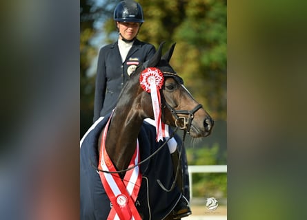 Oostenrijks warmbloed, Merrie, 7 Jaar, Donkerbruin