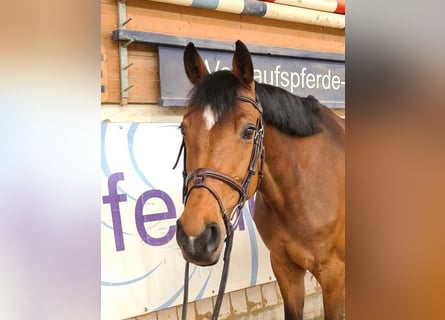 Oostenrijks warmbloed, Merrie, 9 Jaar, 167 cm, Brauner