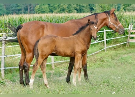 Oostenrijks warmbloed, Merrie, Veulen (05/2025), 167 cm, Bruin