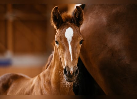 Oostenrijks warmbloed, Merrie, veulen (06/2024), 169 cm, Vos