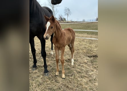 Oostenrijks warmbloed, Merrie, Veulen (03/2026), 171 cm, Vos