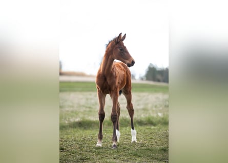 Oostenrijks warmbloed, Merrie, , 172 cm, Bruin