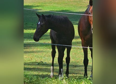 Oostenrijks warmbloed, Merrie, veulen (04/2024), 180 cm, Zwartbruin