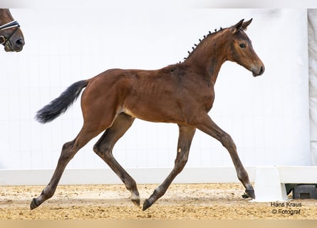 Oostenrijks warmbloed, Merrie, veulen (04/2024), Brauner