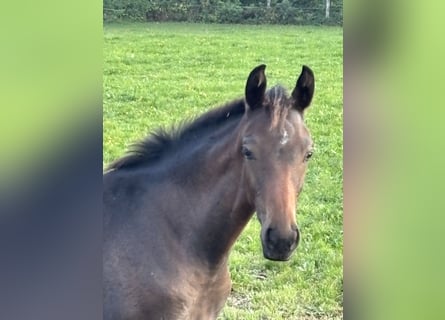 Oostenrijks warmbloed, Merrie, Veulen (05/2025), Donkerbruin