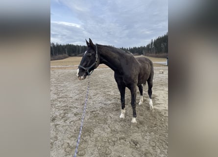 Oostenrijks warmbloed, Ruin, 22 Jaar, 178 cm, Zwart