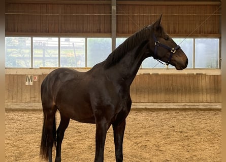 Oostenrijks warmbloed, Ruin, 3 Jaar, 168 cm, Donkerbruin