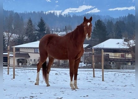 Oostenrijks warmbloed Mix, Ruin, 3 Jaar, 175 cm, Vos