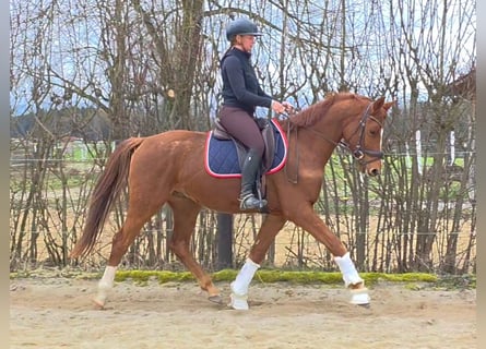 Oostenrijks warmbloed, Ruin, 4 Jaar, 160 cm, Vos