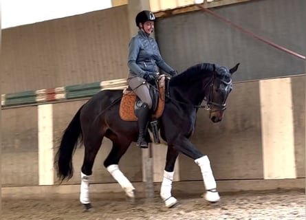 Oostenrijks warmbloed, Ruin, 4 Jaar, 168 cm, Donkerbruin