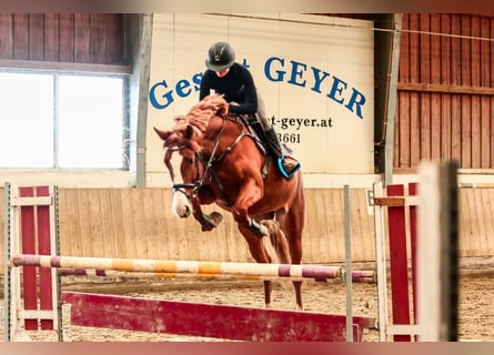 Oostenrijks warmbloed, Ruin, 4 Jaar, 168 cm, Vos