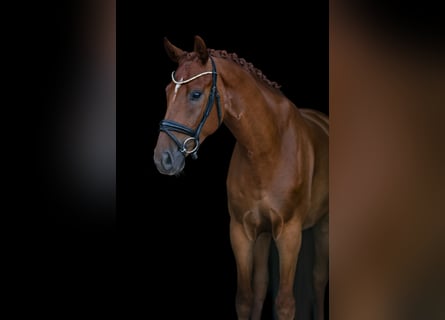 Oostenrijks warmbloed, Ruin, 5 Jaar, 168 cm, Vos