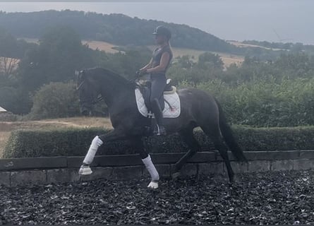 Oostenrijks warmbloed, Ruin, 6 Jaar, 164 cm, Bruin