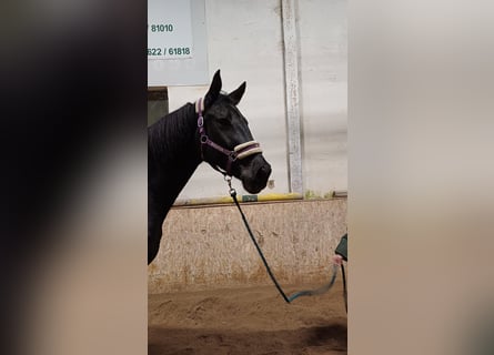 Oostenrijks warmbloed, Ruin, 6 Jaar, 174 cm, Zwart