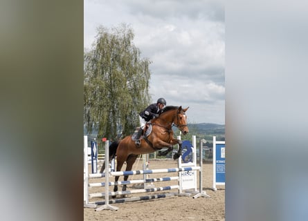 Oostenrijks warmbloed, Ruin, 9 Jaar, 184 cm, Bruin