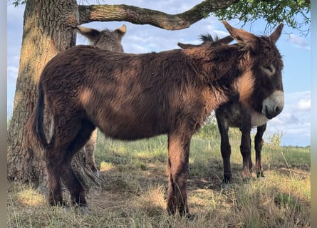 Osioł, Klacz, 5 lat, 138 cm, Ciemnogniada