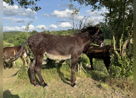 Osioł, Klacz, 5 lat, 138 cm, Ciemnogniada