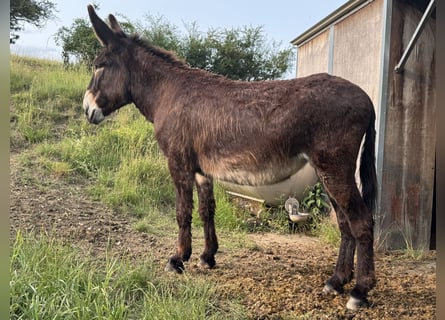 Osioł, Klacz, 7 lat, 155 cm, Ciemnogniada
