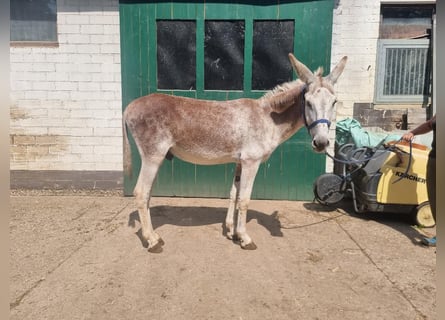 Osioł, Ogier, 12 lat, 135 cm